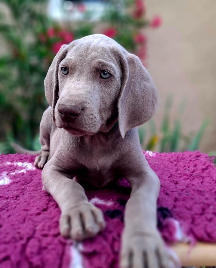 Du Cercle De Léma - Chiots disponibles - Braque de Weimar