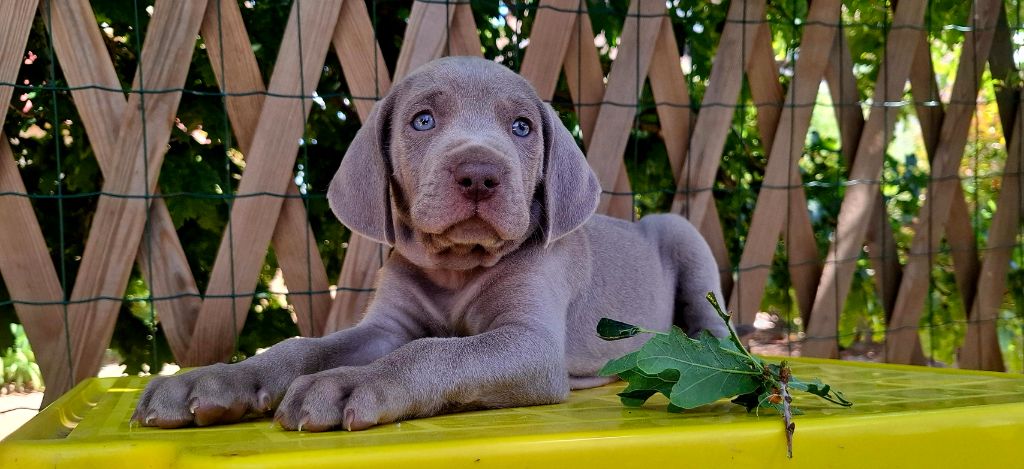 Du Cercle De Léma - Chiots disponibles - Braque de Weimar