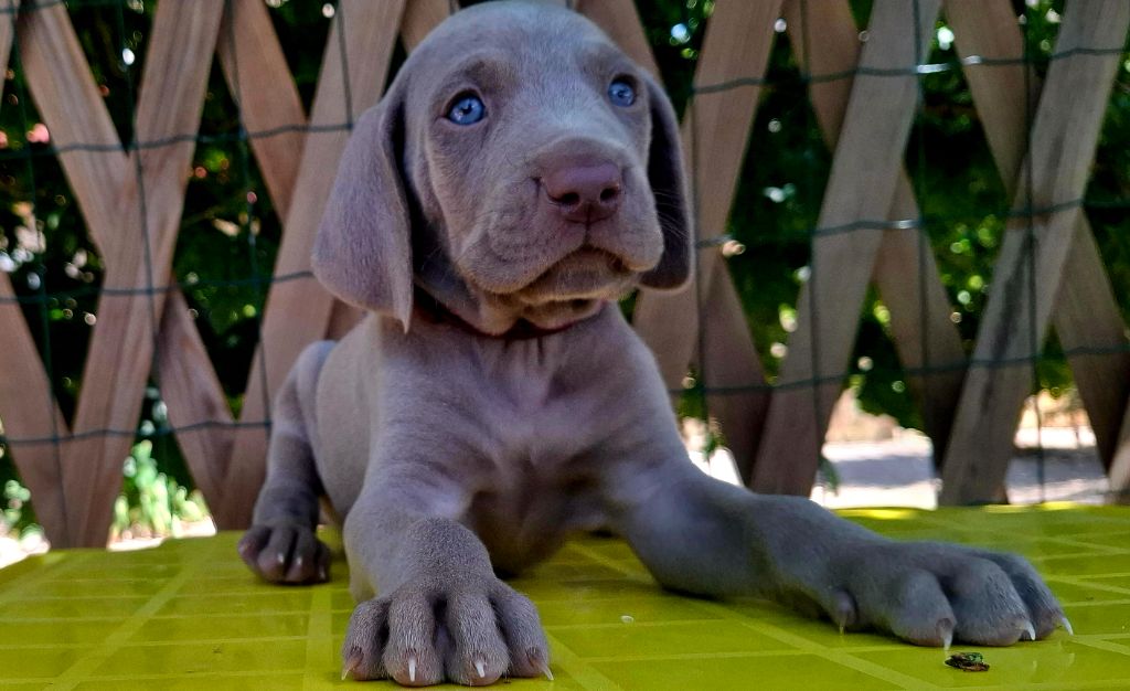 Du Cercle De Léma - Chiots disponibles - Braque de Weimar
