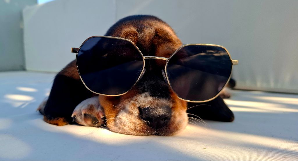 Du Cercle De Léma - Chiots disponibles - Basset Hound