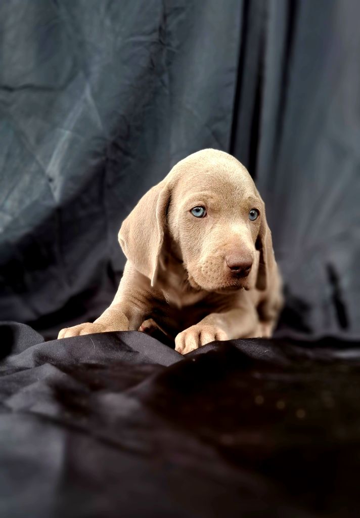 Du Cercle De Léma - Chiots disponibles - Braque de Weimar