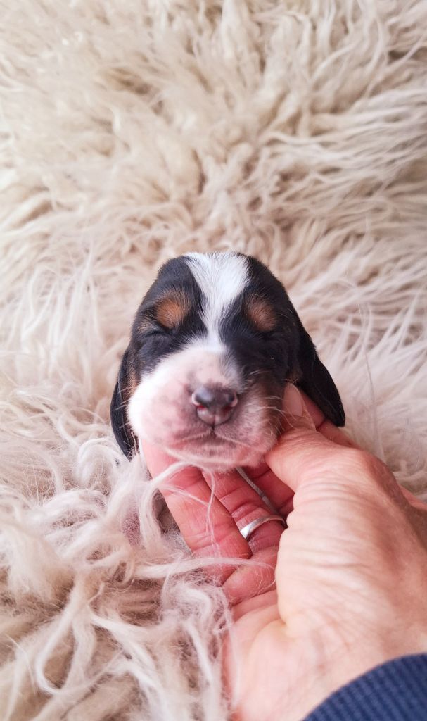 Du Cercle De Léma - Chiots disponibles - Basset Hound