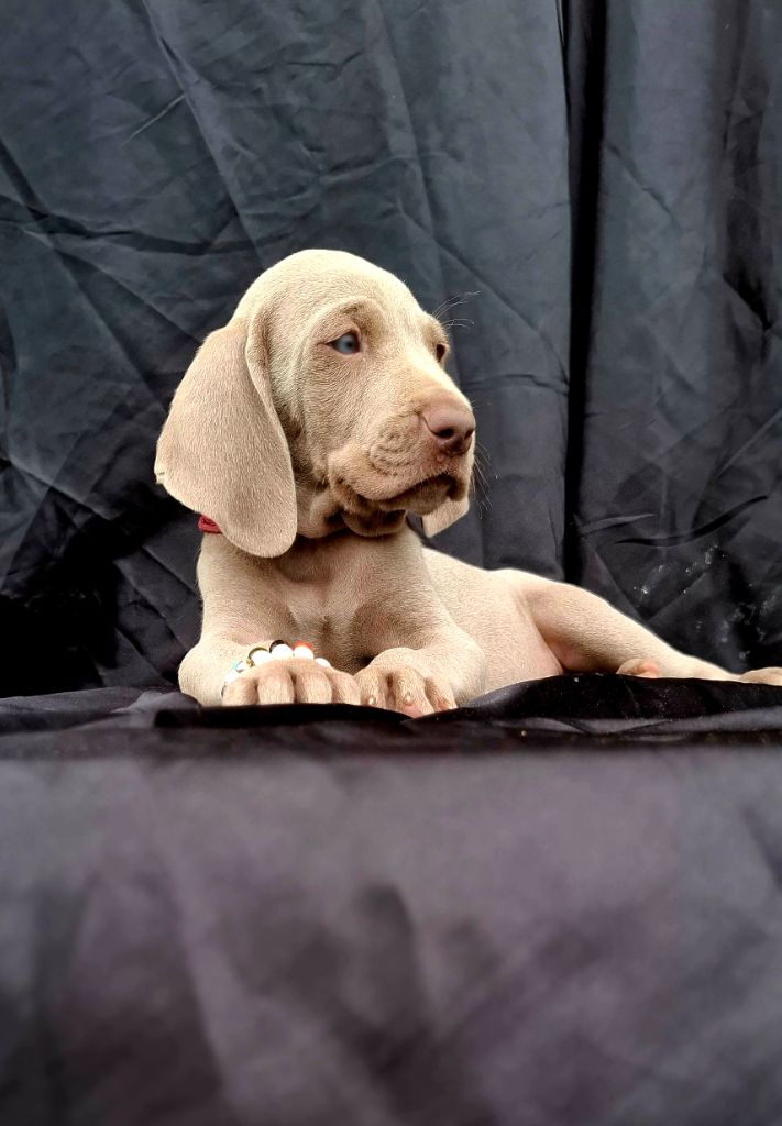 Du Cercle De Léma - Chiots disponibles - Braque de Weimar