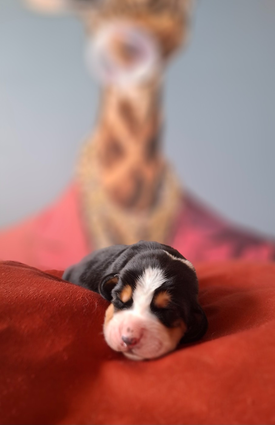 Du Cercle De Léma - Chiots disponibles - Basset Hound