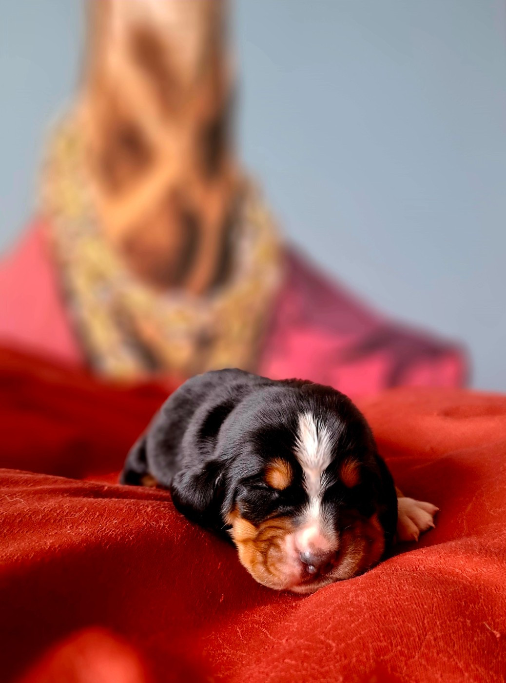 Du Cercle De Léma - Chiots disponibles - Basset Hound