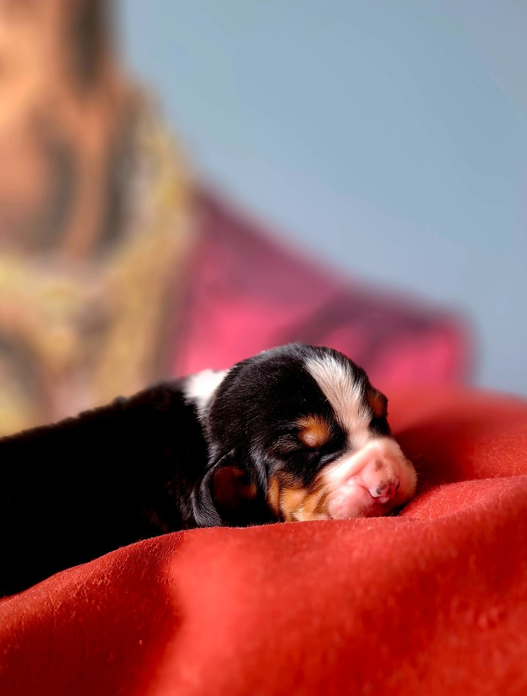 Du Cercle De Léma - Chiots disponibles - Basset Hound