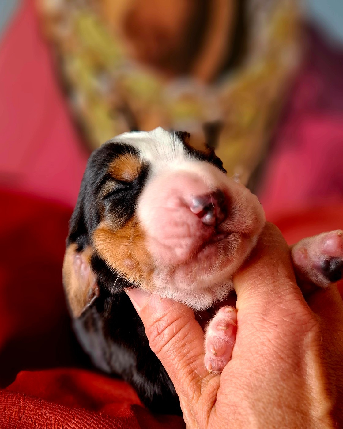 Du Cercle De Léma - Chiots disponibles - Basset Hound