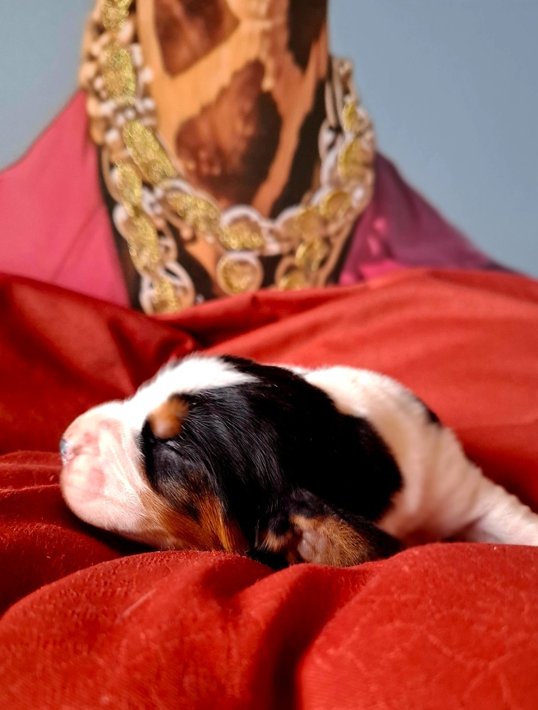 Du Cercle De Léma - Chiots disponibles - Basset Hound