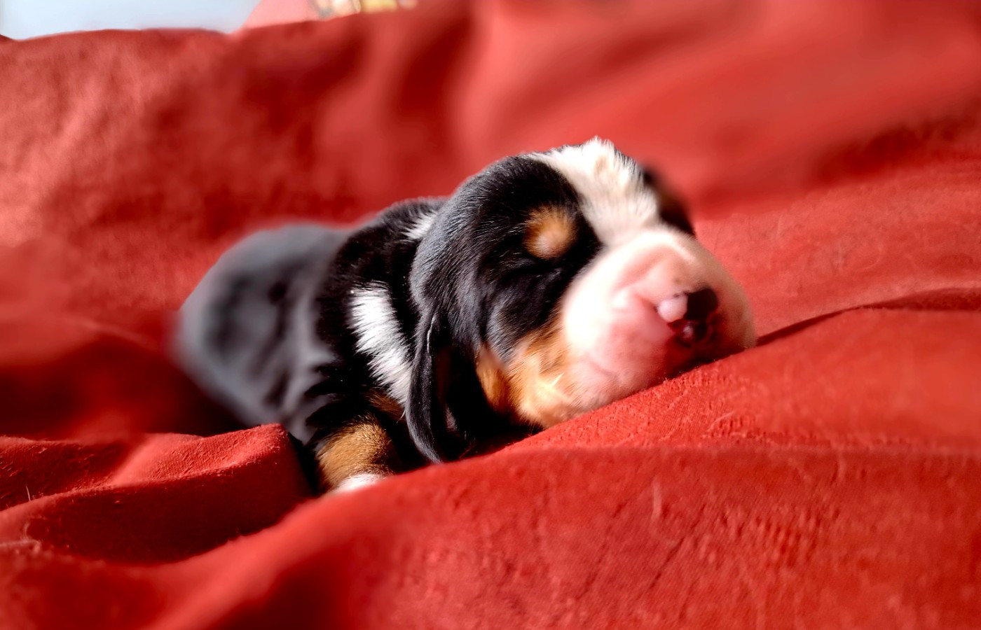 Du Cercle De Léma - Chiots disponibles - Basset Hound