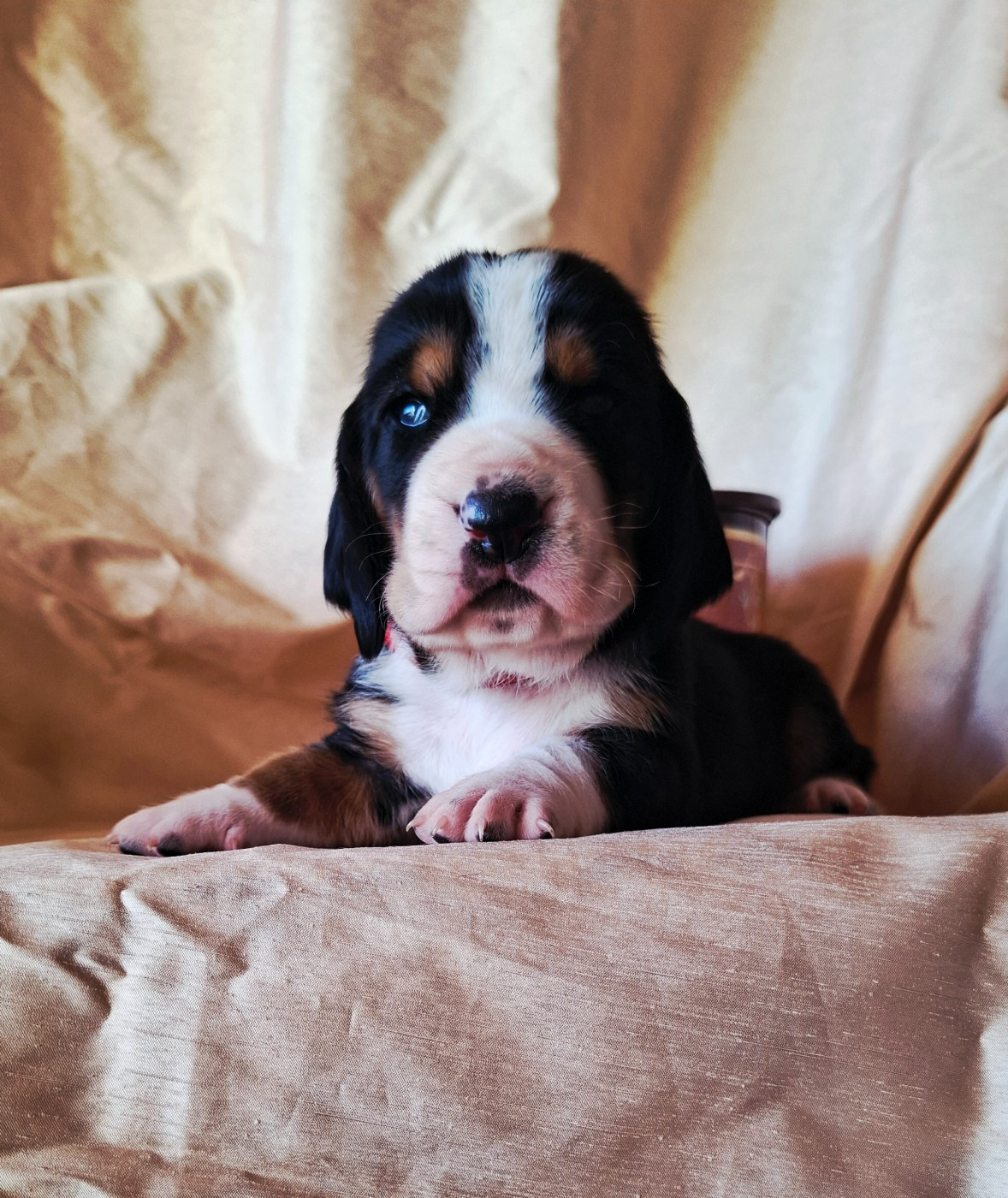 Du Cercle De Léma - Chiots disponibles - Basset Hound