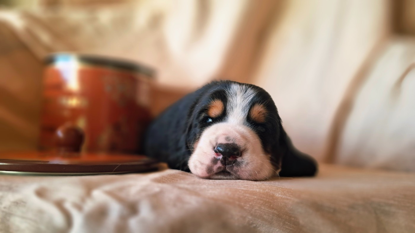 Du Cercle De Léma - Chiots disponibles - Basset Hound