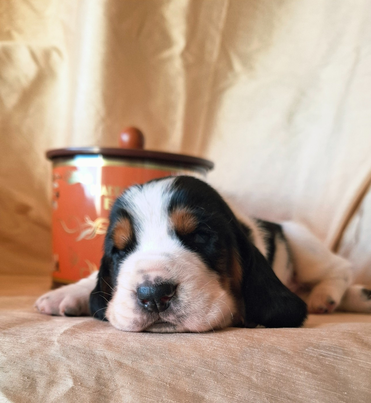 Du Cercle De Léma - Chiots disponibles - Basset Hound