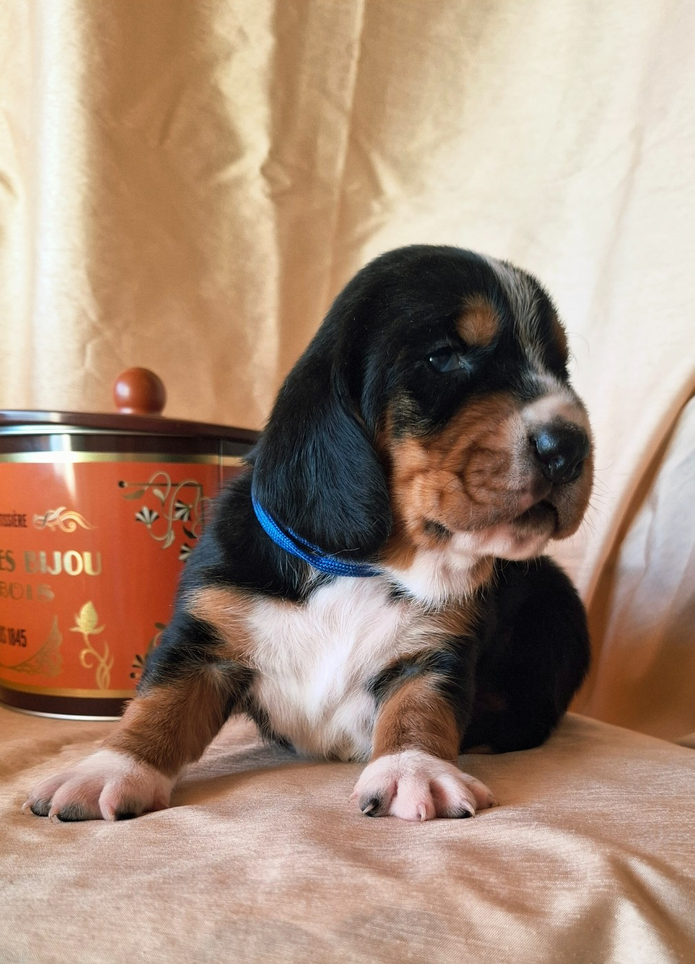 Du Cercle De Léma - Chiots disponibles - Basset Hound