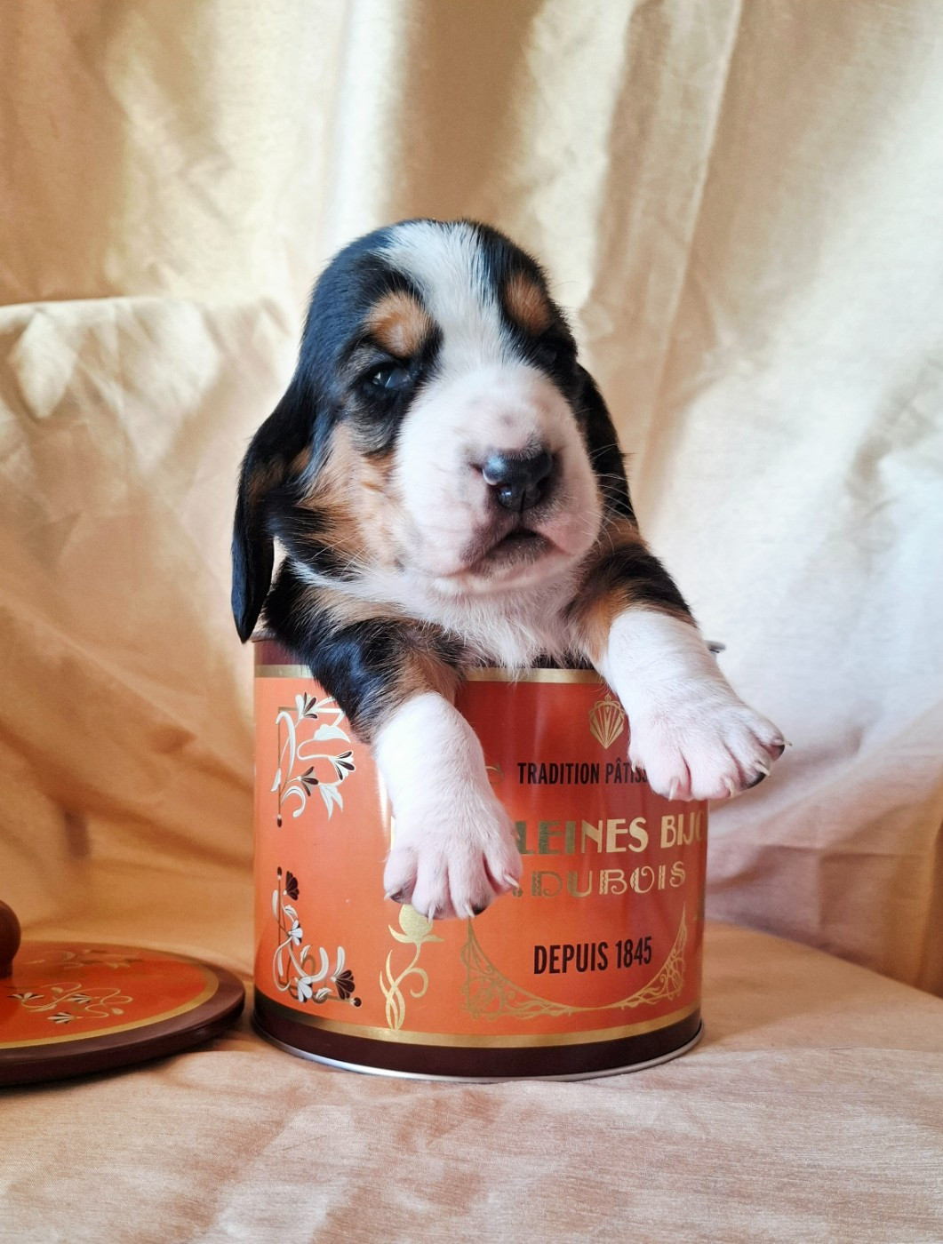 Du Cercle De Léma - Chiots disponibles - Basset Hound