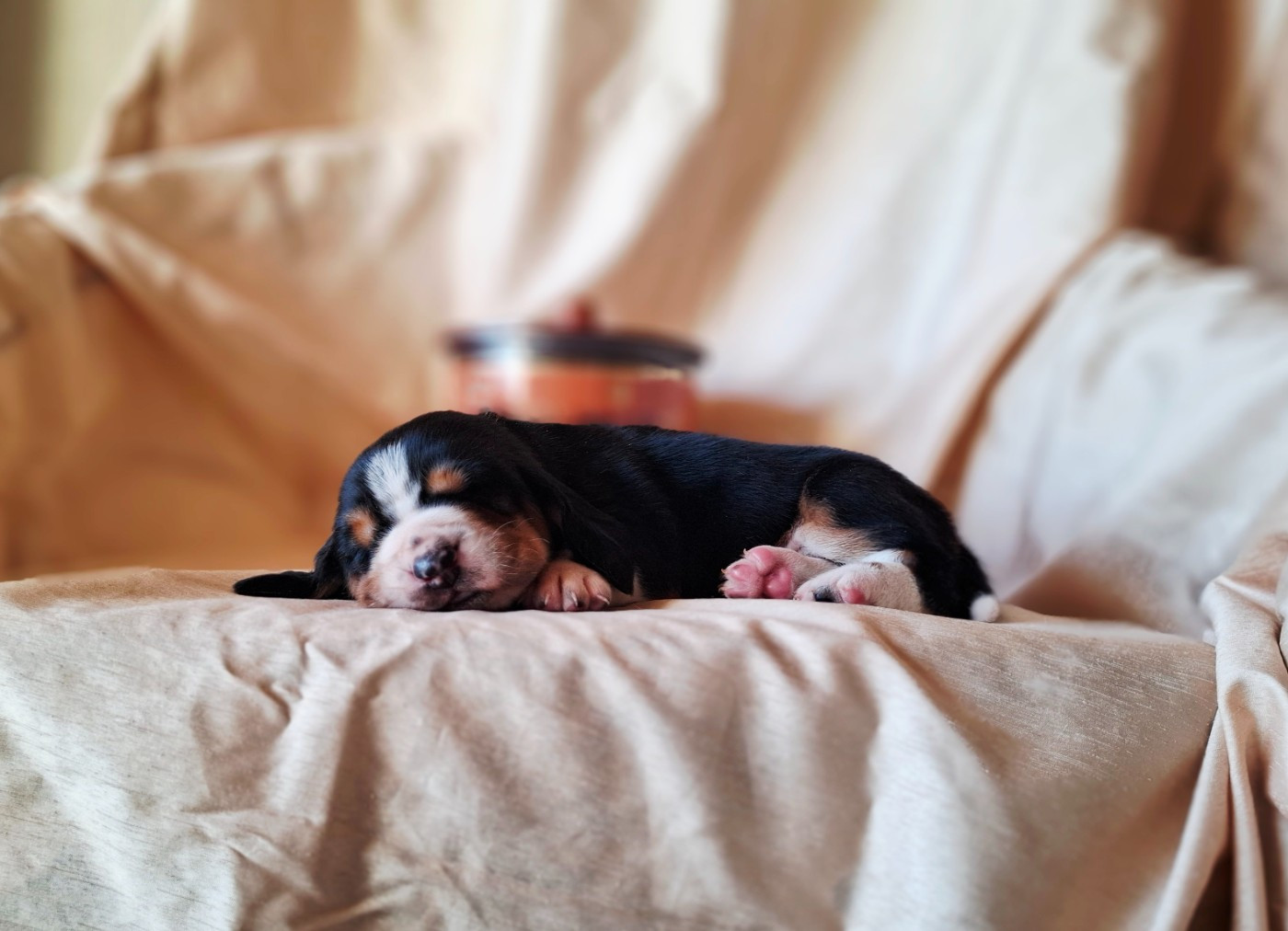 Du Cercle De Léma - Chiots disponibles - Basset Hound