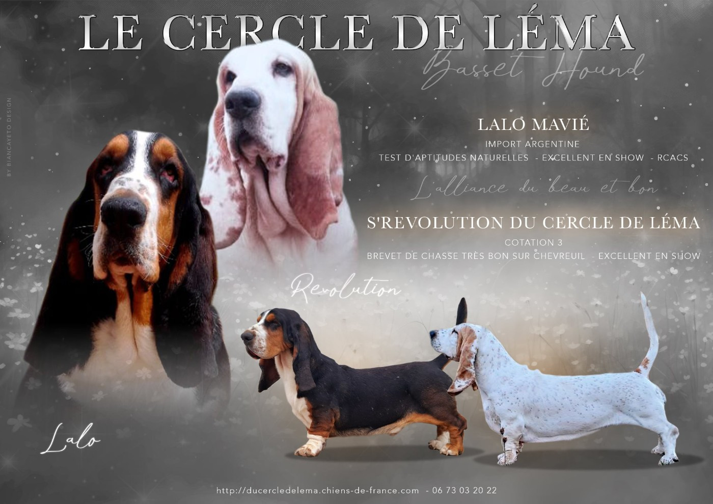 Chiot Basset Hound Du Cercle De Léma