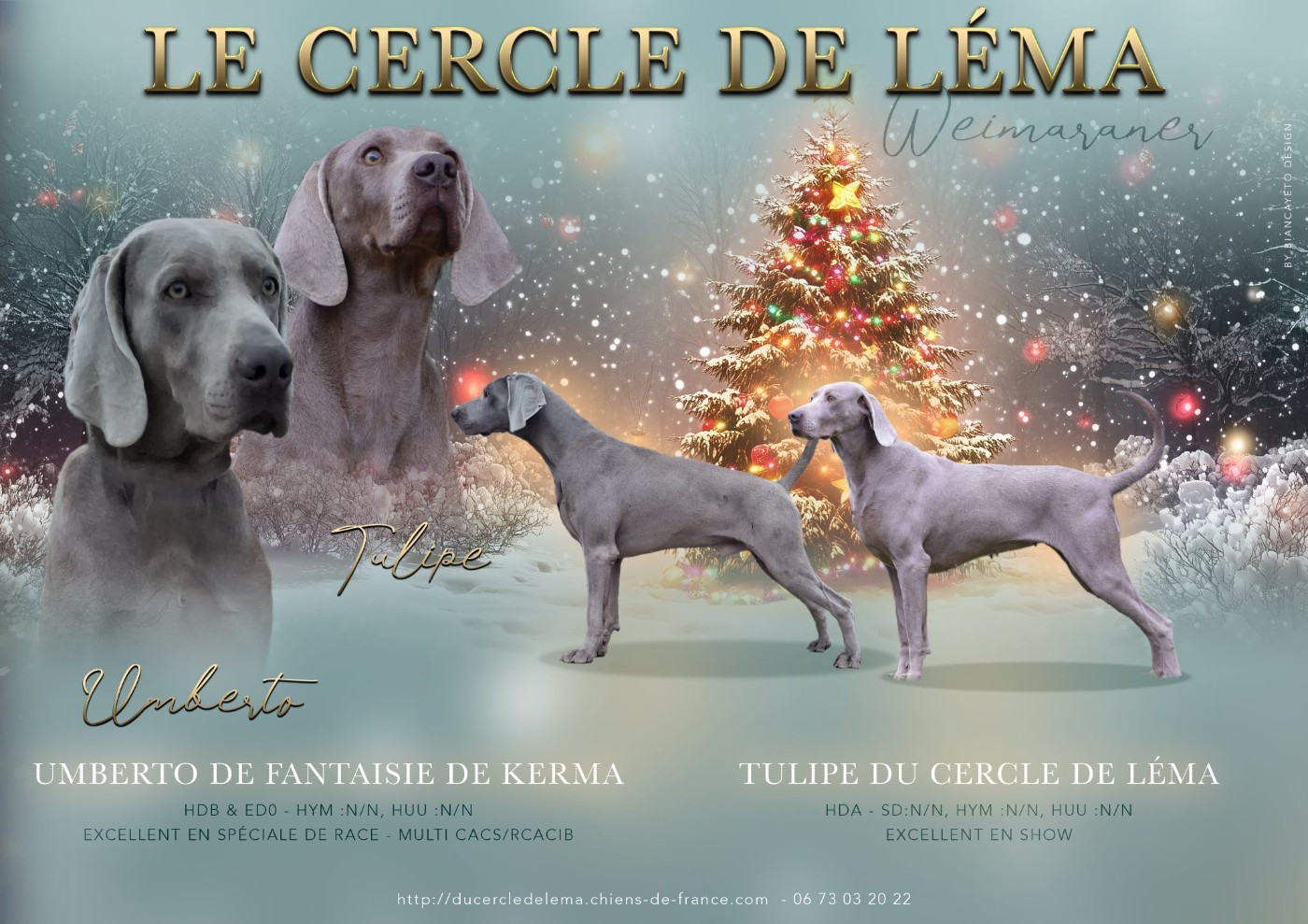 Chiot Braque de Weimar Du Cercle De Léma