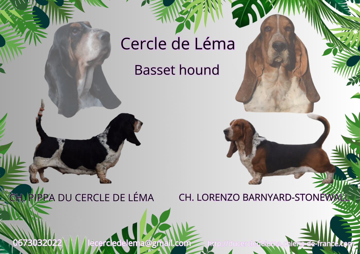 Du Cercle De Léma - Basset Hound - Portée née le 15/01/2026