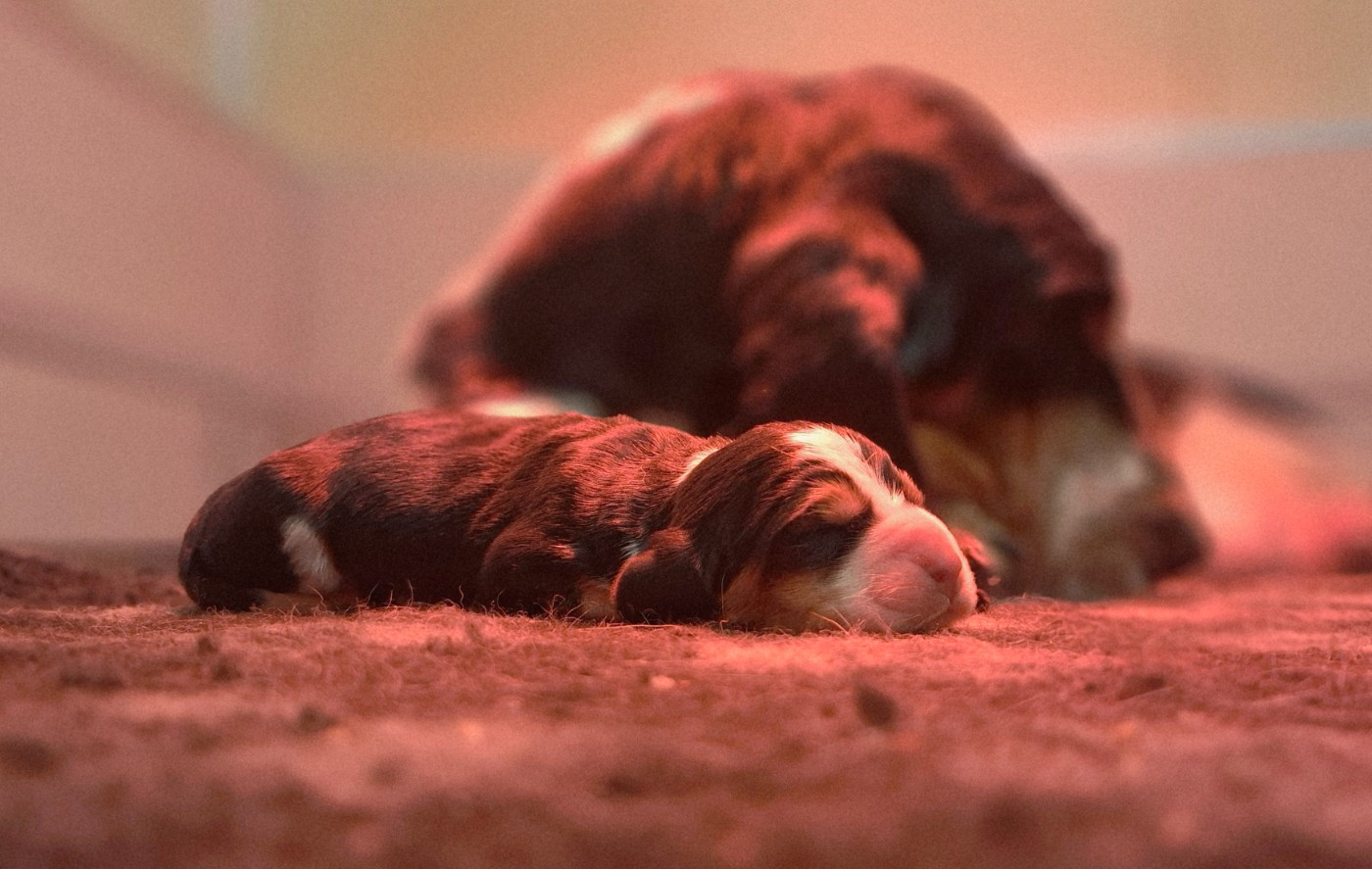 Du Cercle De Léma - Chiots disponibles - Basset Hound