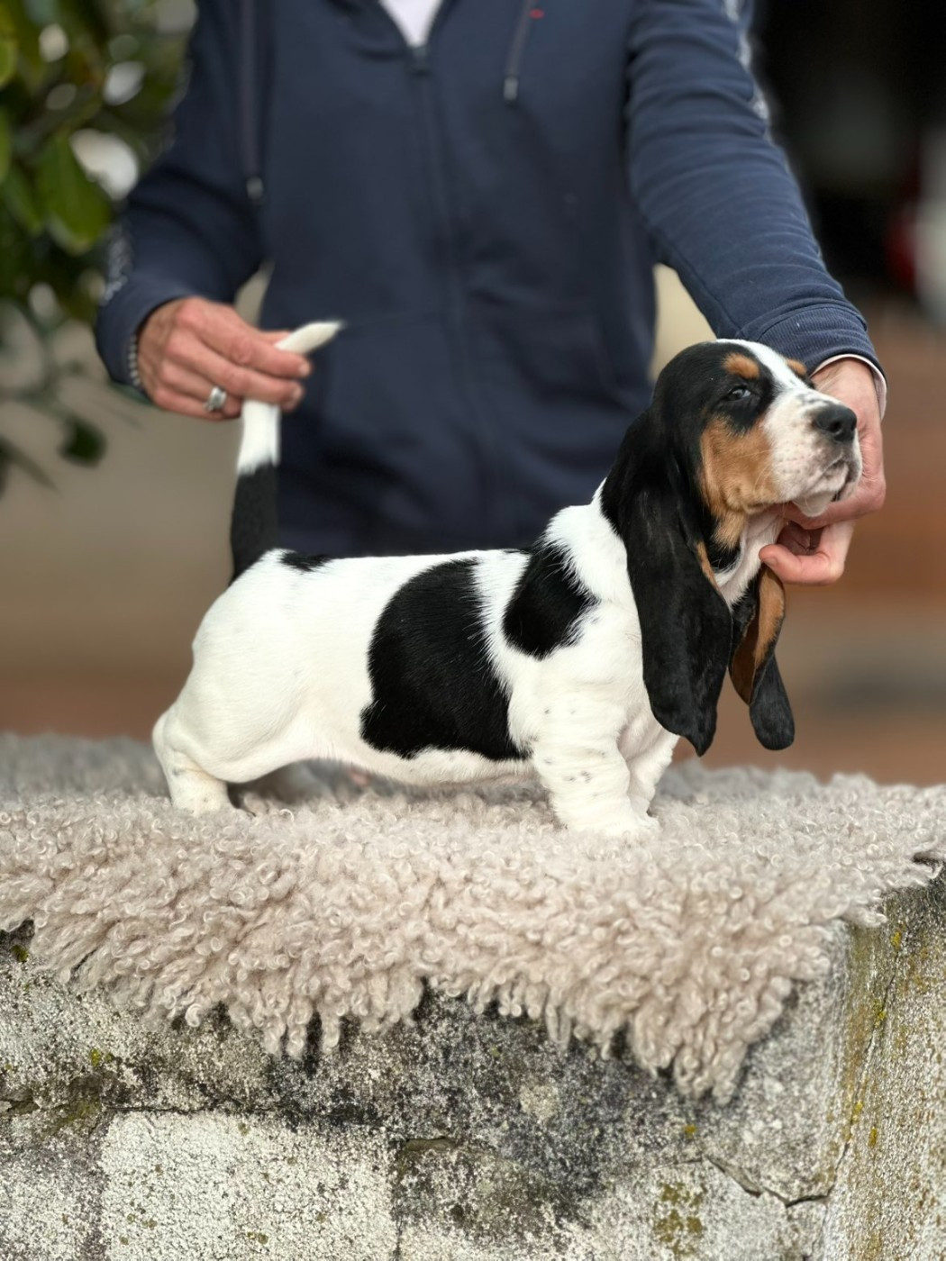 Du Cercle De Léma - Chiots disponibles - Basset Hound