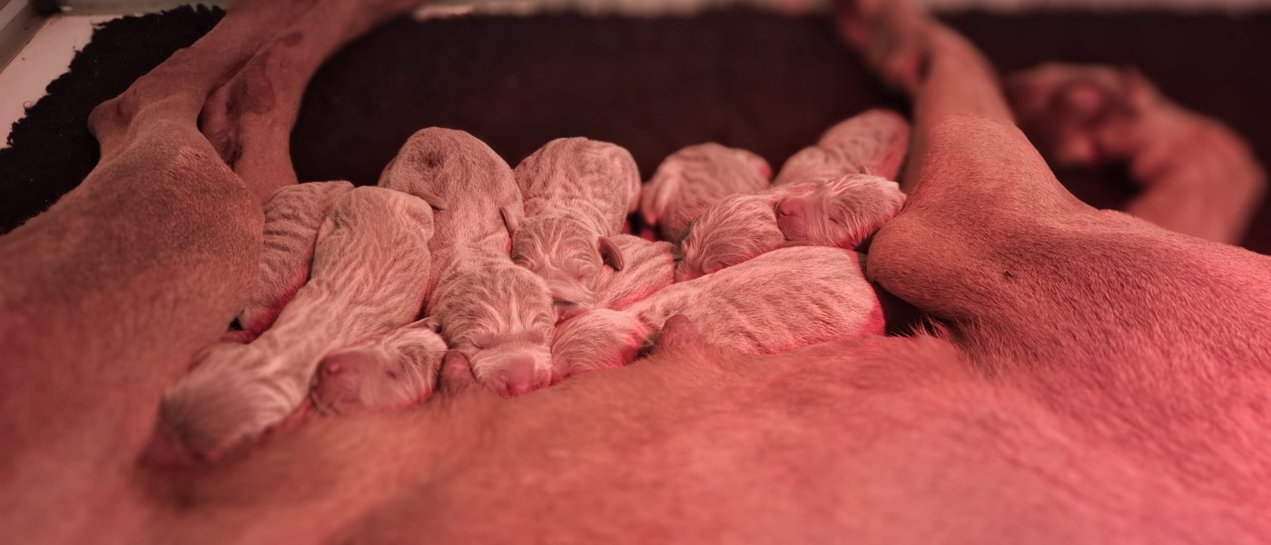 Chiot Braque de Weimar Du Cercle De Léma