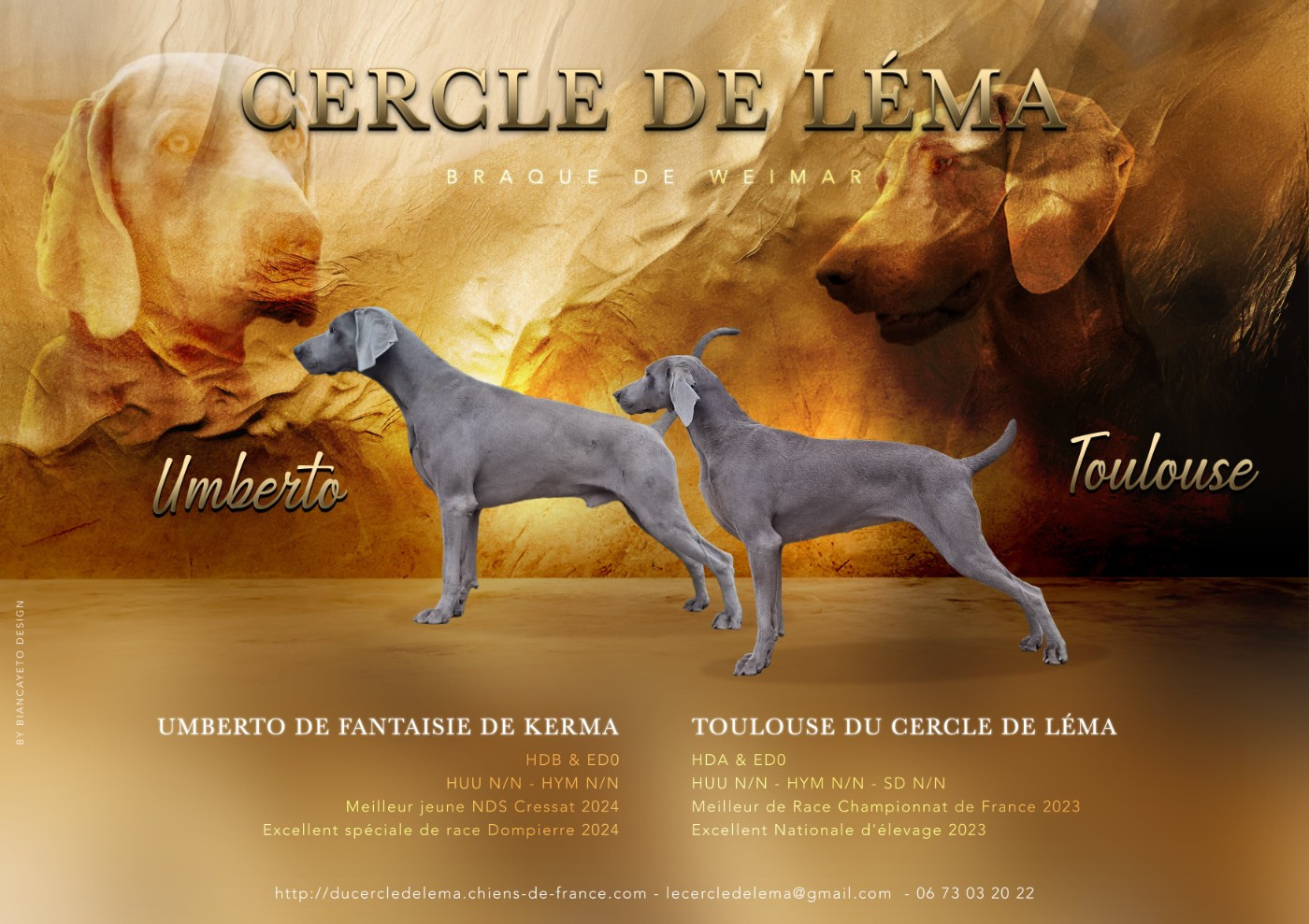 Du Cercle De Léma - Chiots disponibles - Braque de Weimar