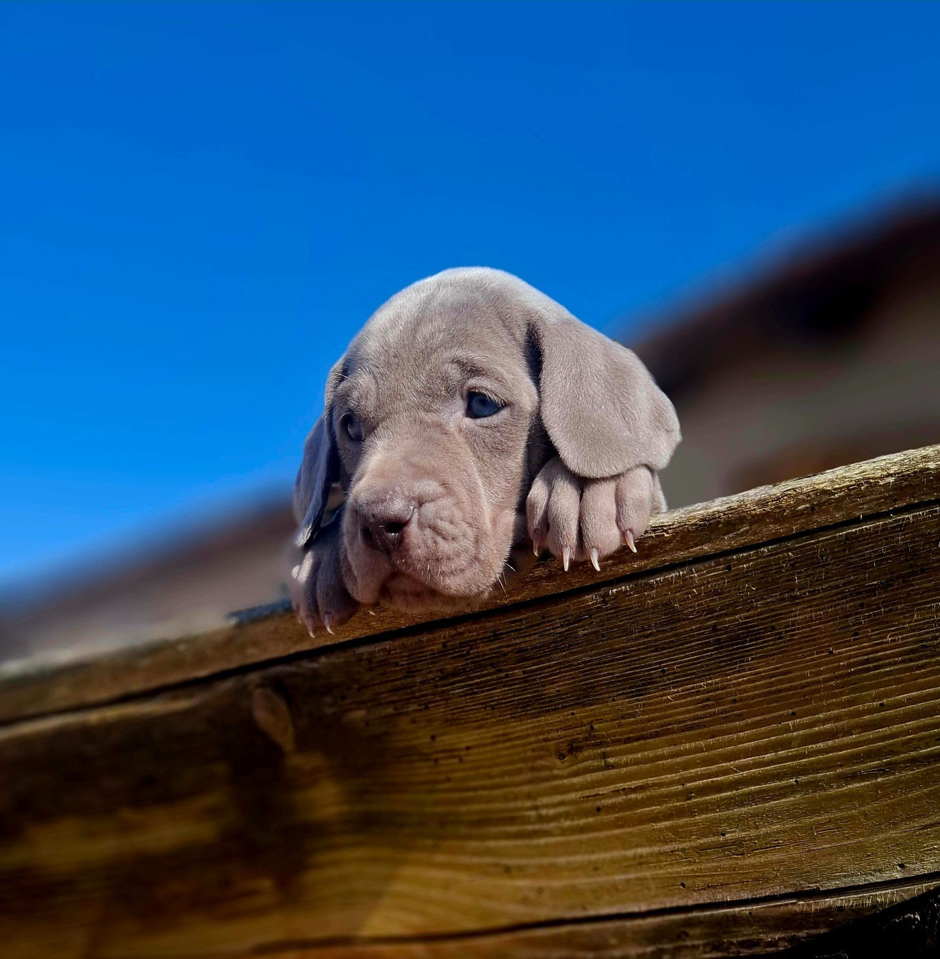 Du Cercle De Léma - Chiots disponibles - Braque de Weimar