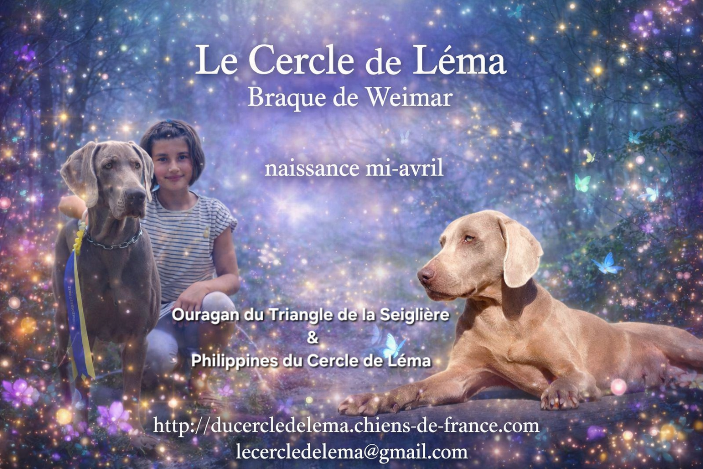 Chiot Braque de Weimar Du Cercle De Léma