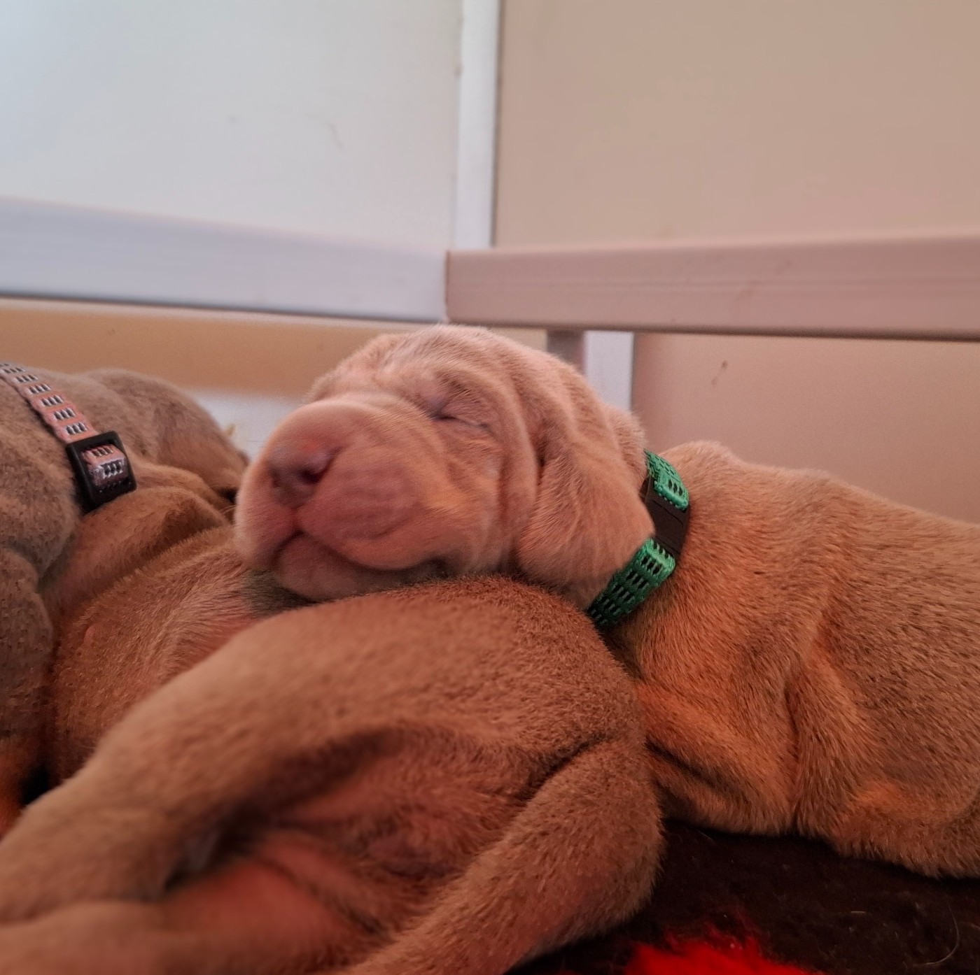 Du Cercle De Léma - Chiots disponibles - Braque de Weimar