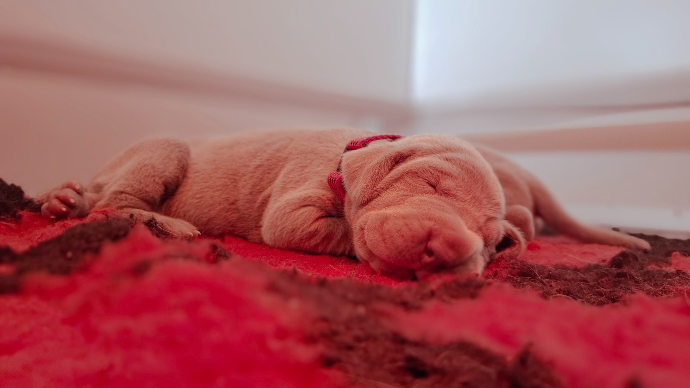 Du Cercle De Léma - Chiots disponibles - Braque de Weimar