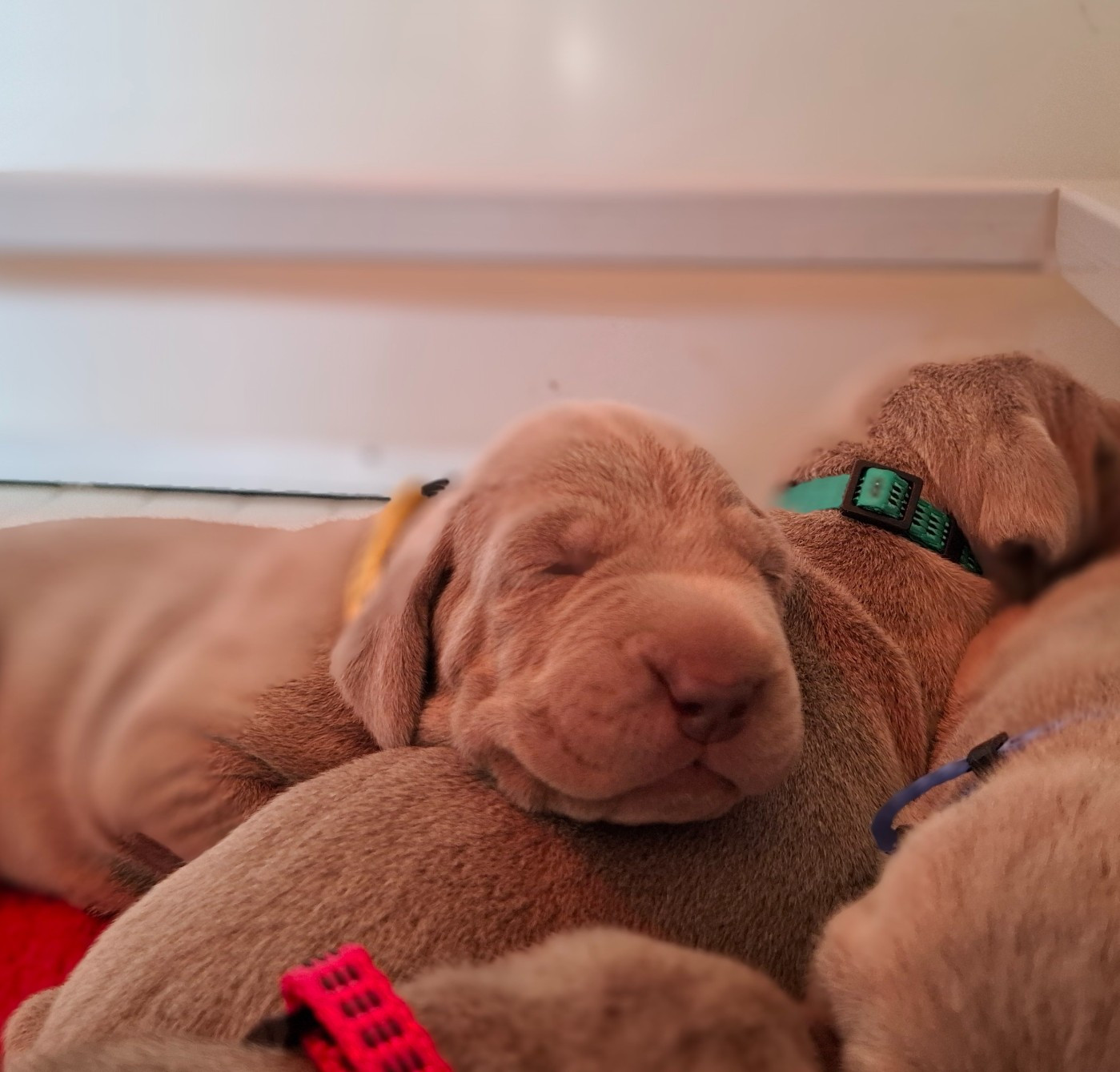 Du Cercle De Léma - Chiots disponibles - Braque de Weimar