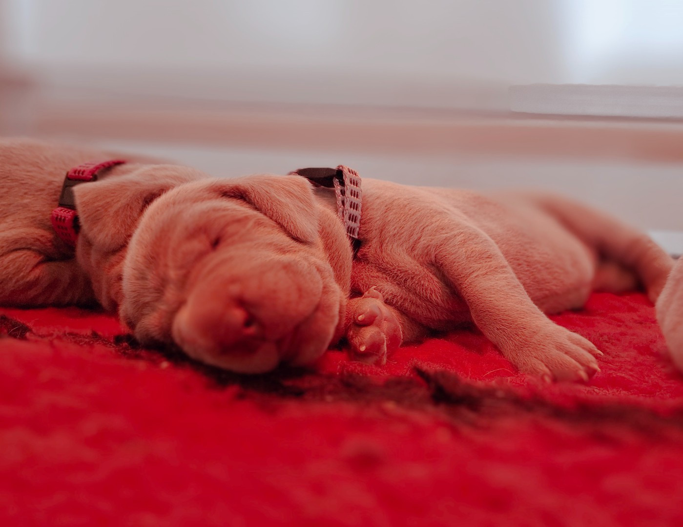 Du Cercle De Léma - Chiots disponibles - Braque de Weimar