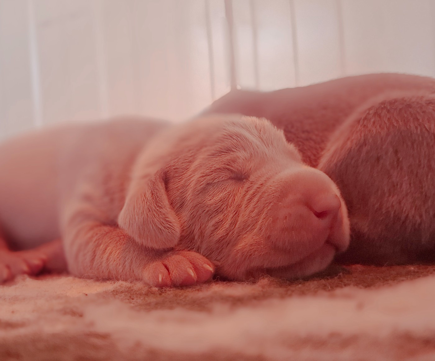 Du Cercle De Léma - Chiots disponibles - Braque de Weimar