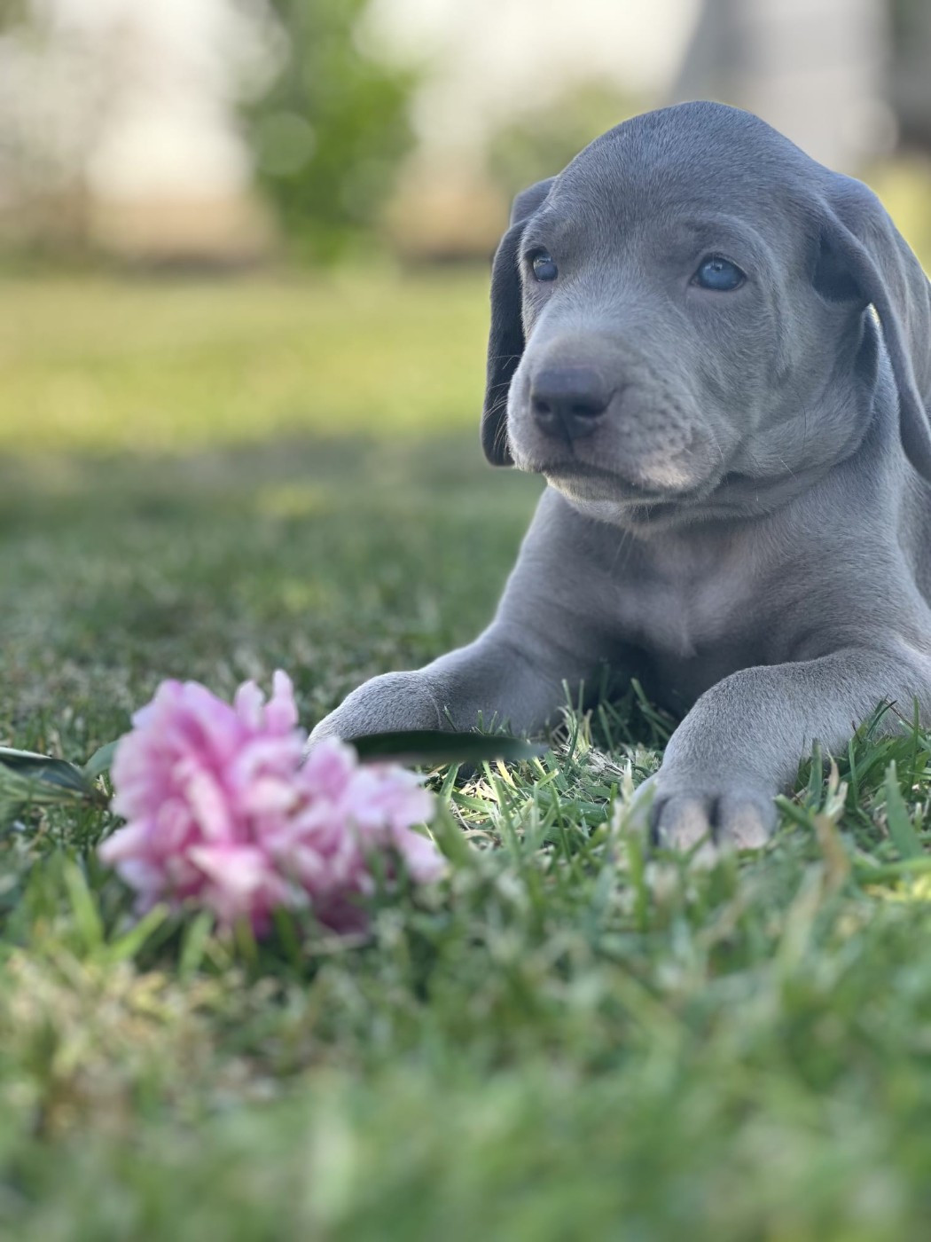 Du Cercle De Léma - Chiots disponibles - Braque de Weimar