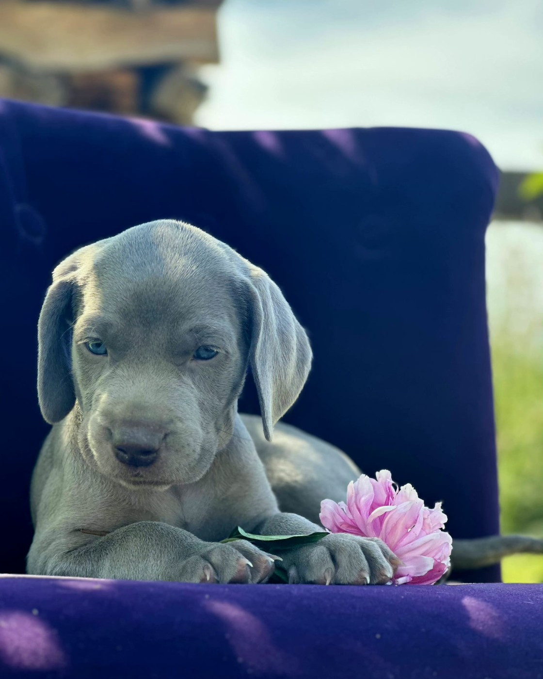 Du Cercle De Léma - Chiots disponibles - Braque de Weimar