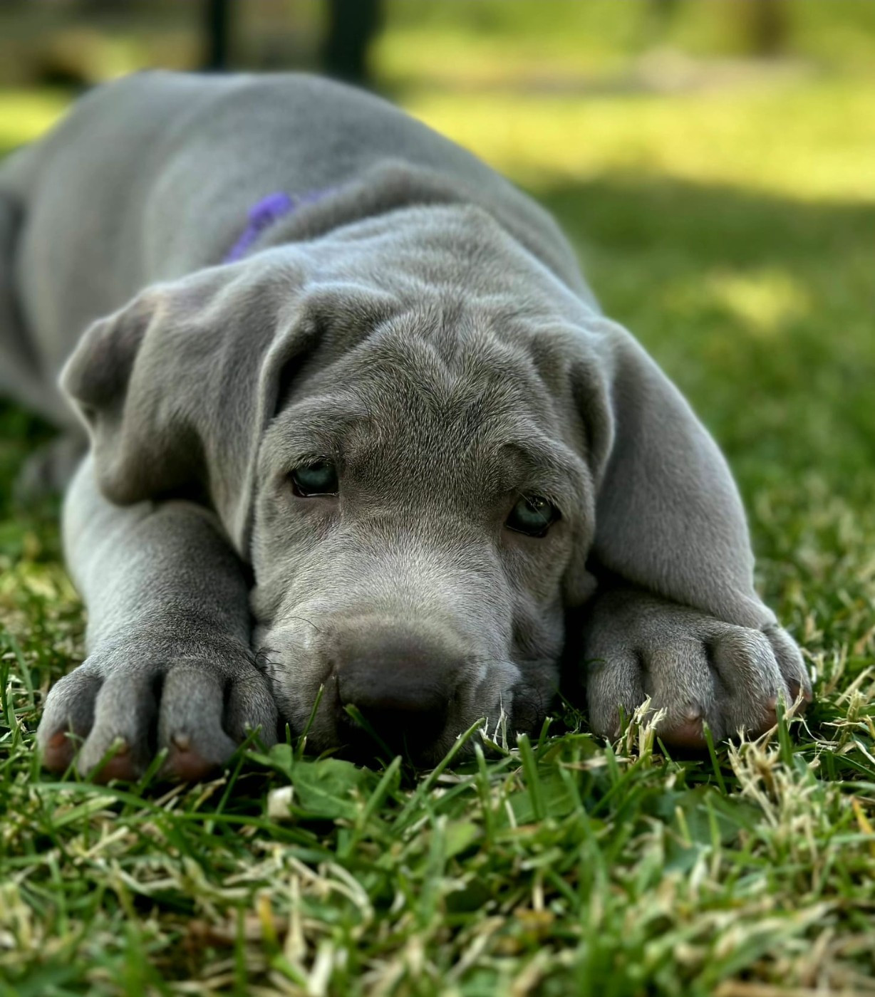 Du Cercle De Léma - Chiots disponibles - Braque de Weimar
