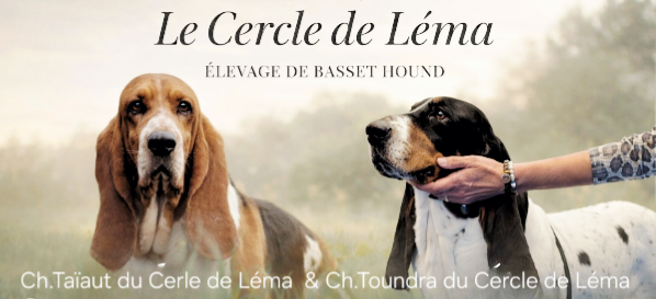 Chiot Basset Hound Du Cercle De Léma