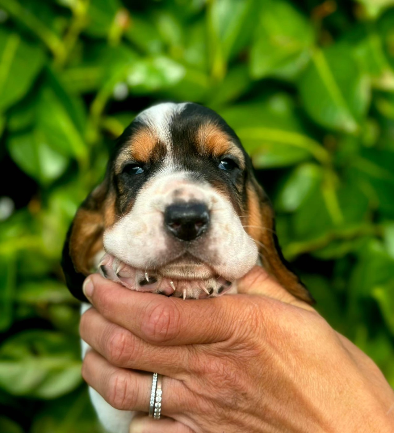 Du Cercle De Léma - Chiots disponibles - Basset Hound