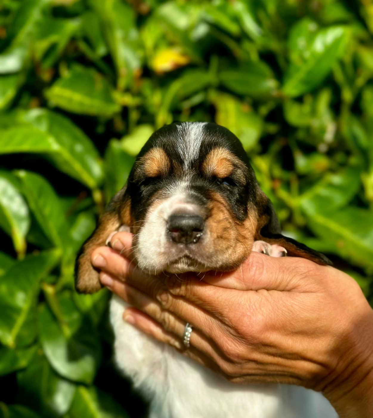 Du Cercle De Léma - Chiots disponibles - Basset Hound