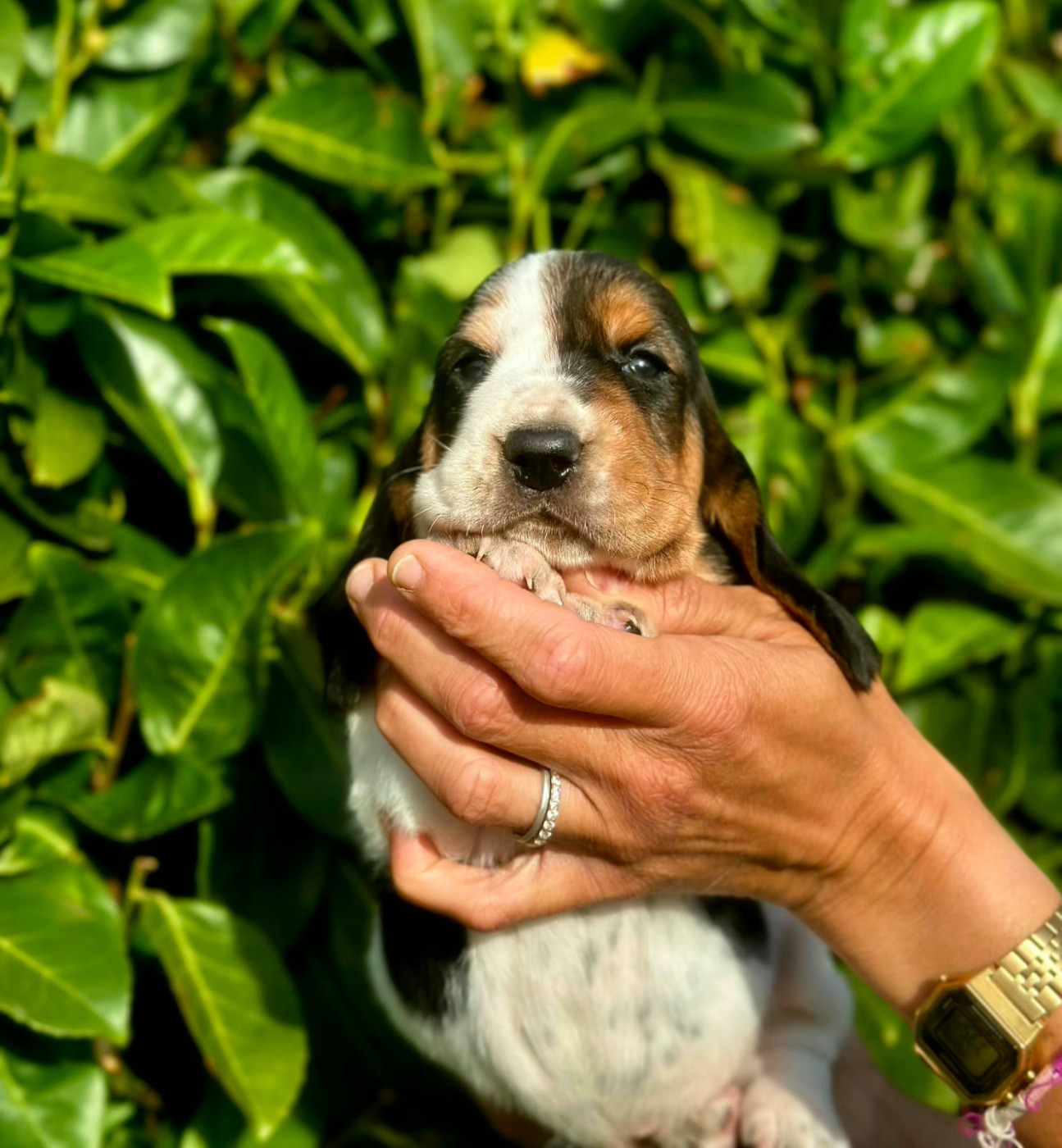 Du Cercle De Léma - Chiots disponibles - Basset Hound