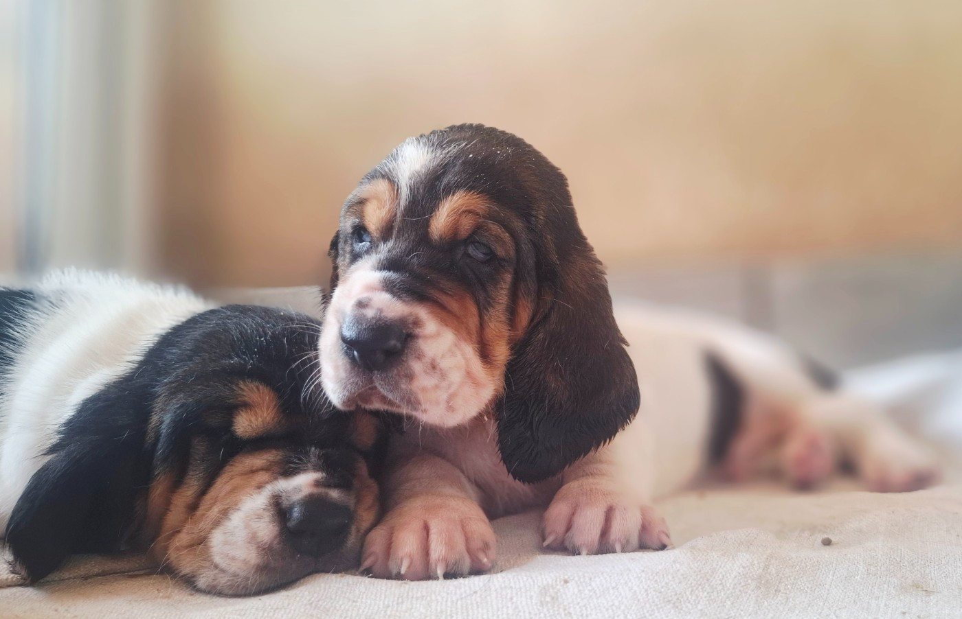 Du Cercle De Léma - Chiots disponibles - Basset Hound
