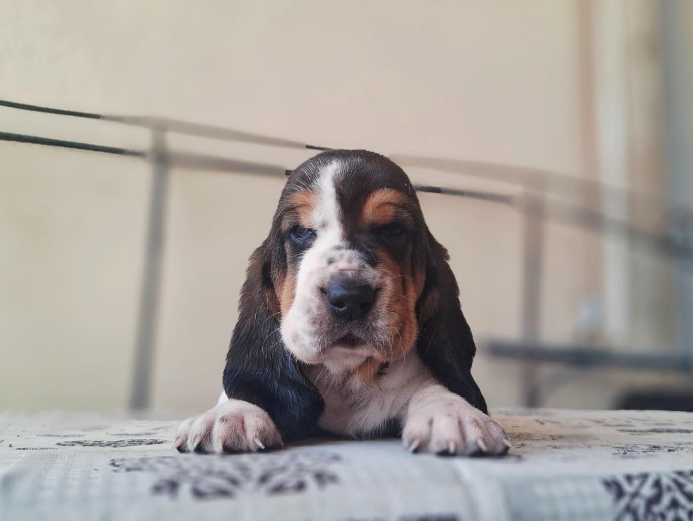 Du Cercle De Léma - Chiots disponibles - Basset Hound