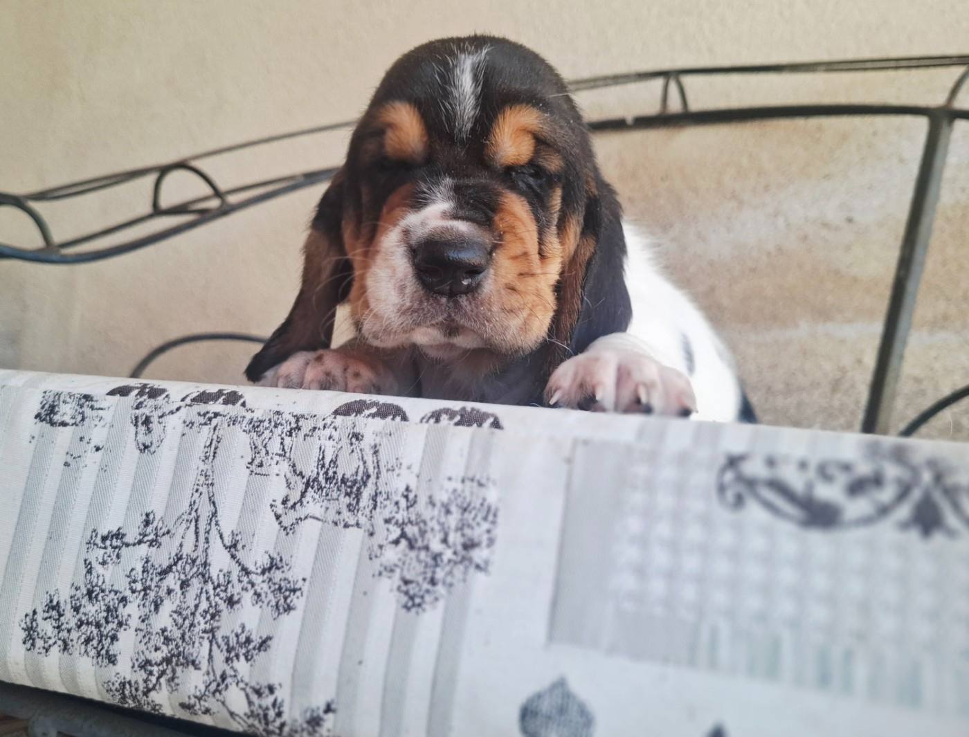 Du Cercle De Léma - Chiots disponibles - Basset Hound