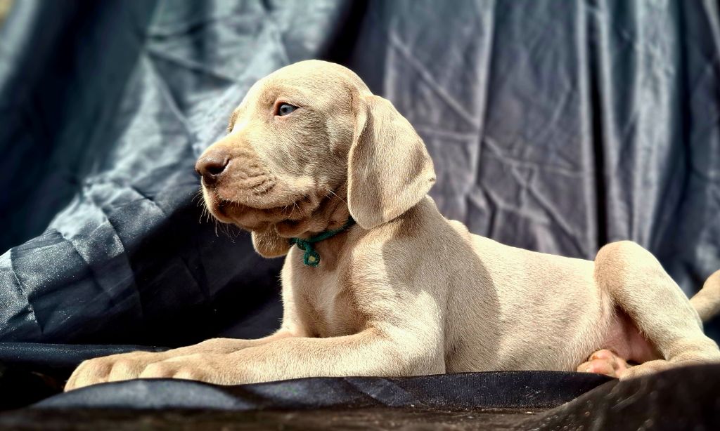 Du Cercle De Léma - Chiots disponibles - Braque de Weimar