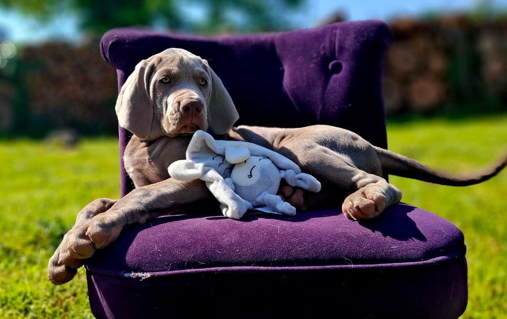 Du Cercle De Léma - Chiots disponibles - Braque de Weimar