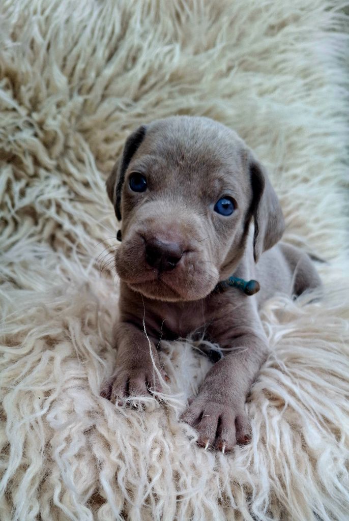 Du Cercle De Léma - Chiots disponibles - Braque de Weimar