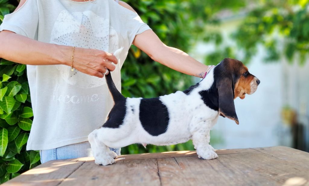Du Cercle De Léma - Chiots disponibles - Basset Hound
