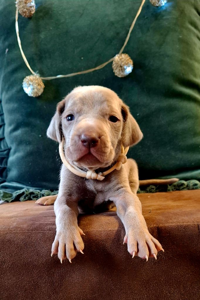 Du Cercle De Léma - Chiots disponibles - Braque de Weimar