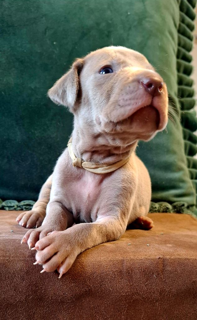 Du Cercle De Léma - Chiots disponibles - Braque de Weimar
