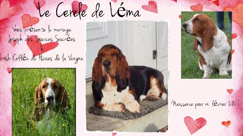 Du Cercle De Léma - Basset Hound - Portée née le 08/02/2017